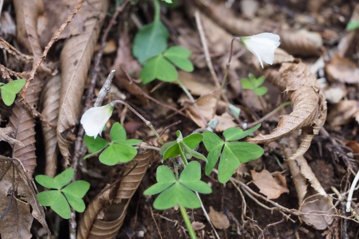 Oxalis griffithii image