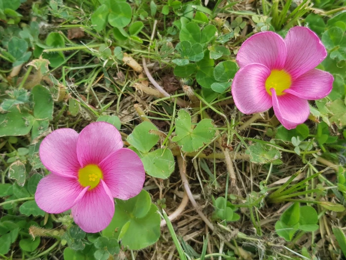 Oxalis purpurea image