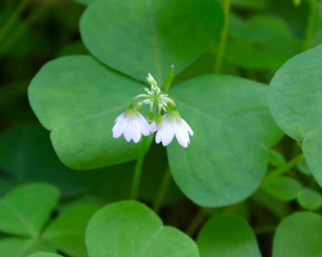 Oxalis trilliifolia image