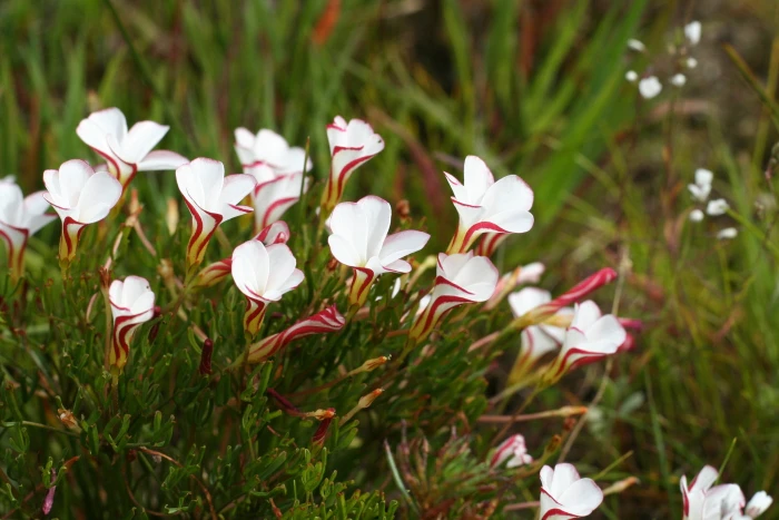 Oxalis versicolor image