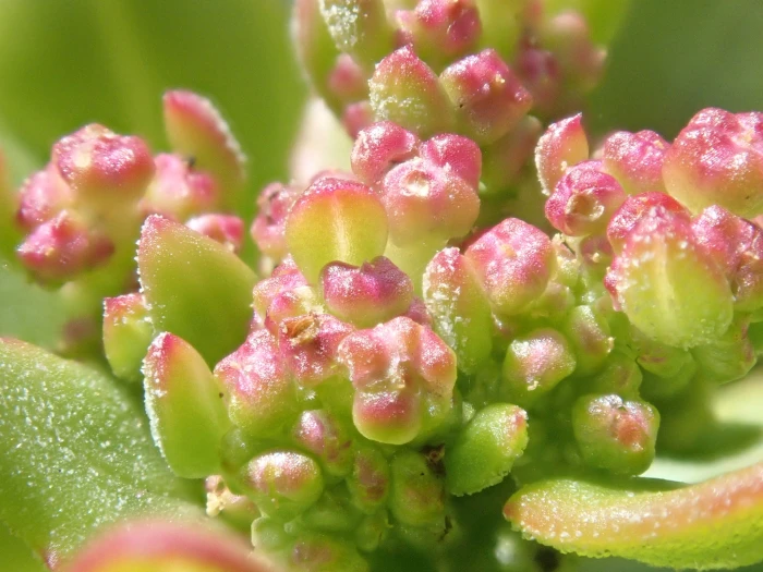 Oxybasis rubra image