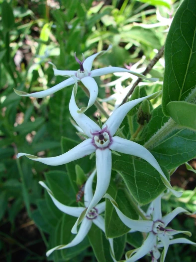 Oxypetalum erectum image