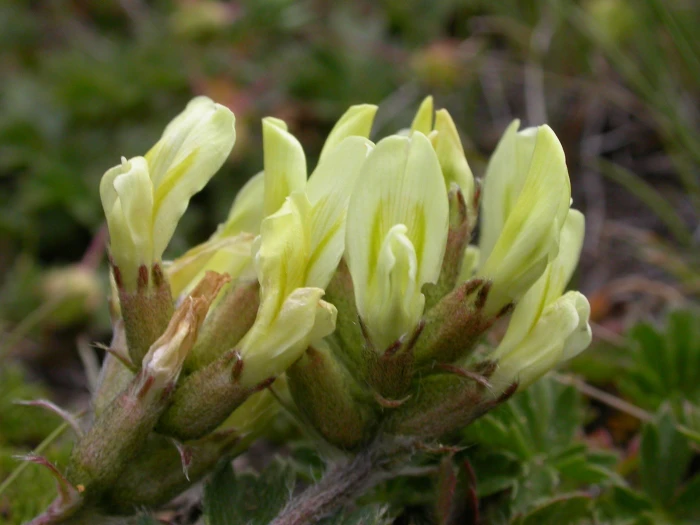 Oxytropis campestris image