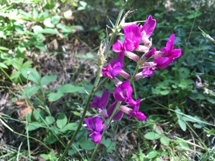 Oxytropis lambertii image