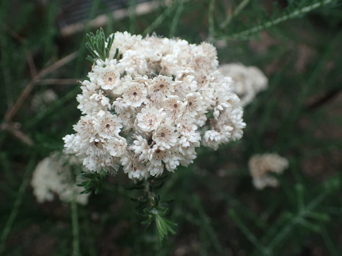 Ozothamnus diosmifolius image