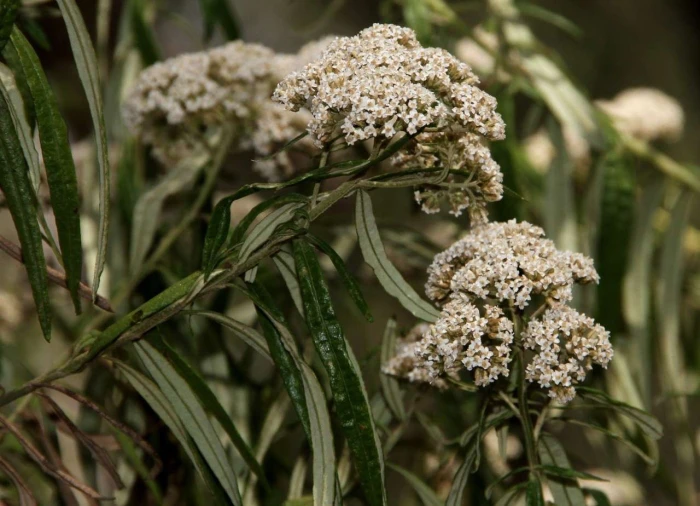 Ozothamnus ferrugineus image