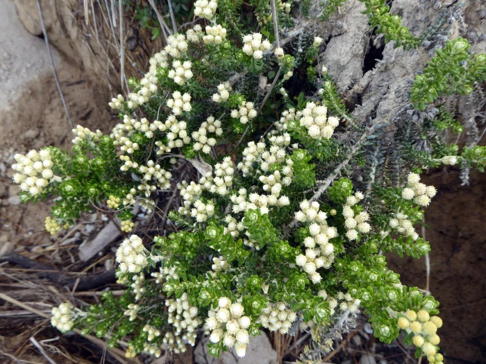 Ozothamnus leptophyllus image