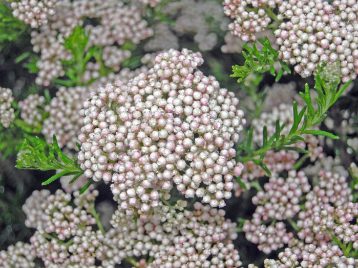 Ozothamnus rosmarinifolius image