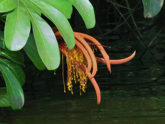 Pachira insignis image