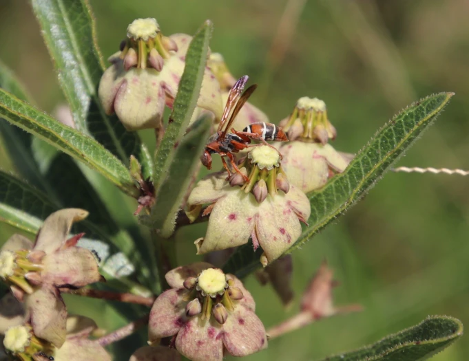 Pachycarpus asperifolius image