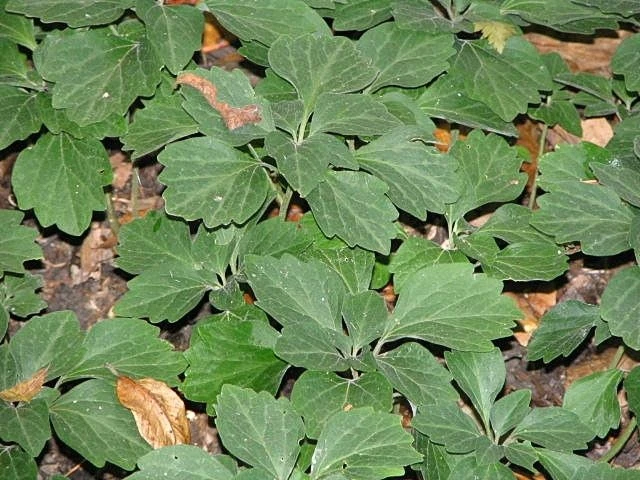 Pachysandra procumbens image