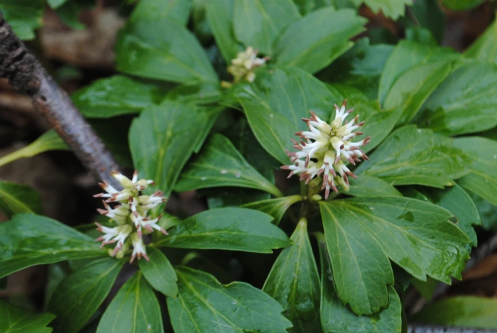 Pachysandra terminalis image