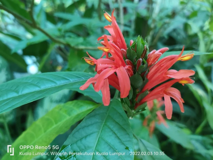 Pachystachys spicata image