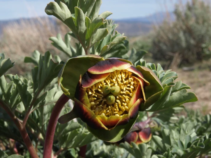 Paeonia brownii image