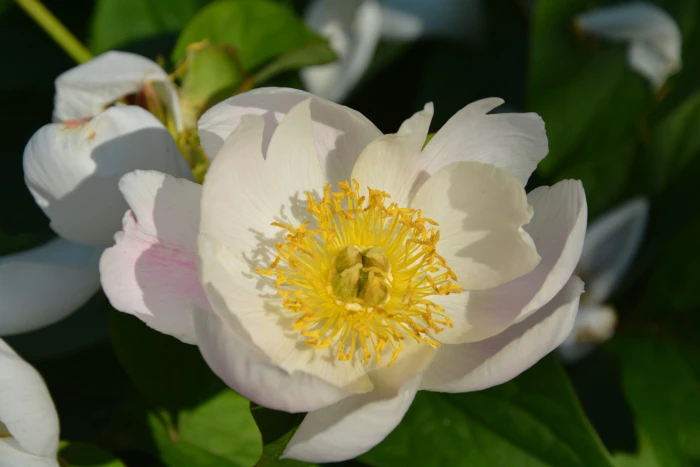 Paeonia lactiflora image