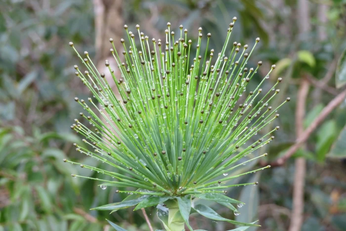 Paepalanthus chiquitensis image