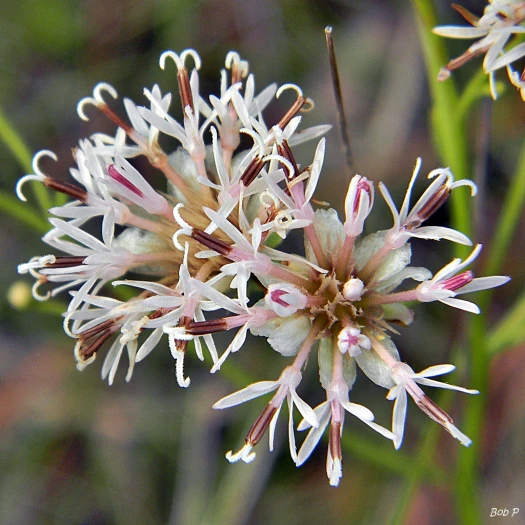 Palafoxia integrifolia image