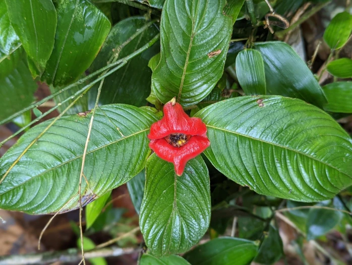 Palicourea tomentosa image