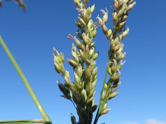 Panicum antidotale image
