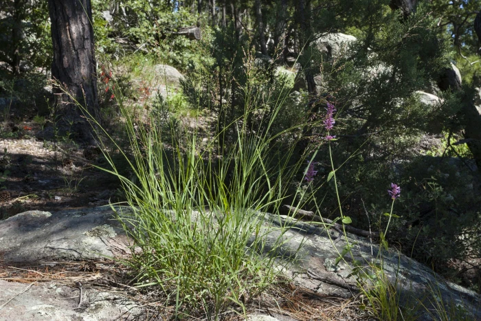 Panicum bulbosum image