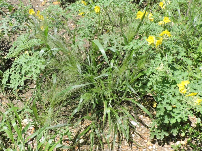 Panicum capillare image
