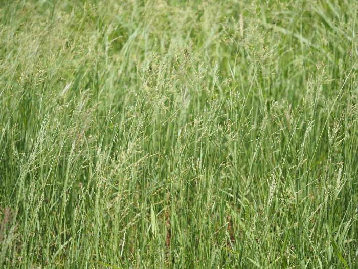 Panicum coloratum image