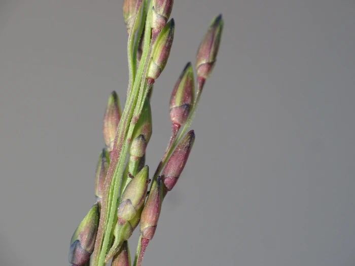 Panicum dichotomiflorum image