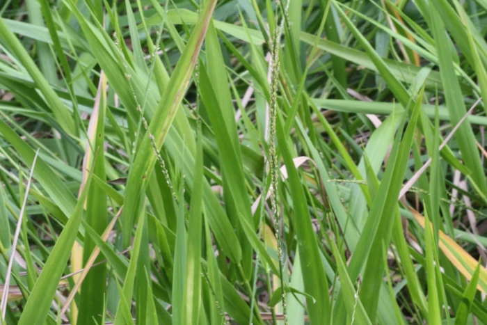 Panicum hemitomon image