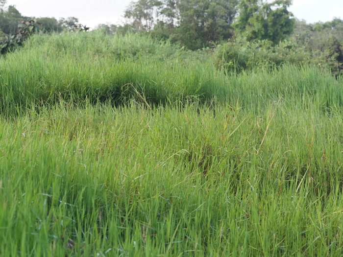 Panicum repens image