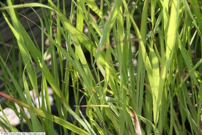 Panicum virgatum image