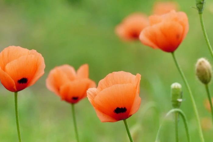 Papaver dubium image