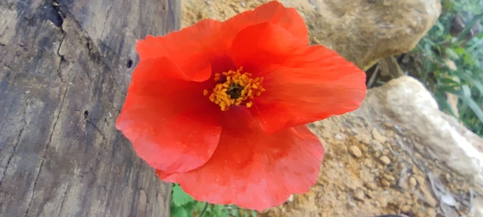 Papaver pinnatifidum image