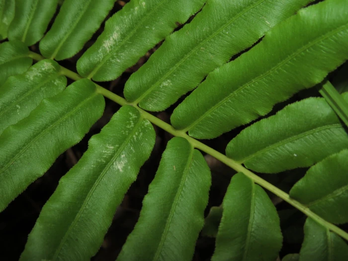 Parablechnum chilense image