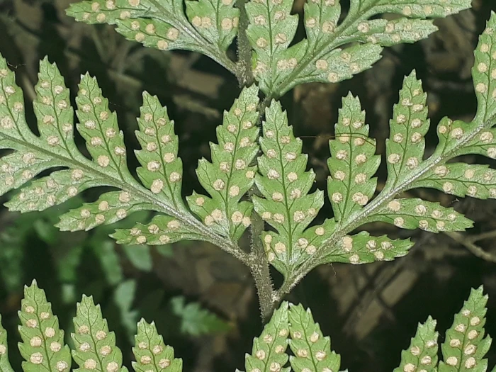 Parapolystichum acuminatum image