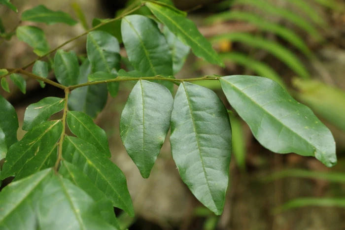 Pararchidendron pruinosum image