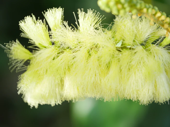 Paraserianthes lophantha image