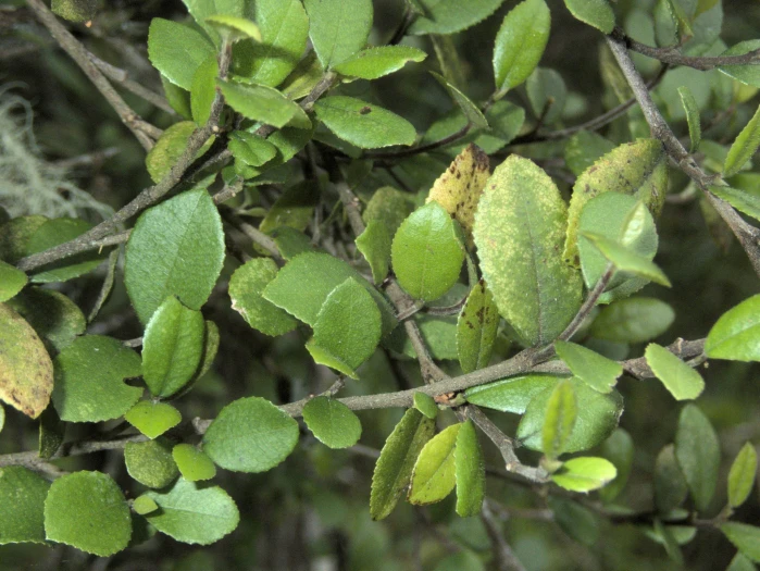 Paratrophis microphylla image