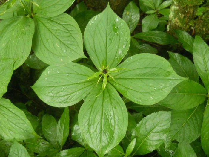 Paris quadrifolia image