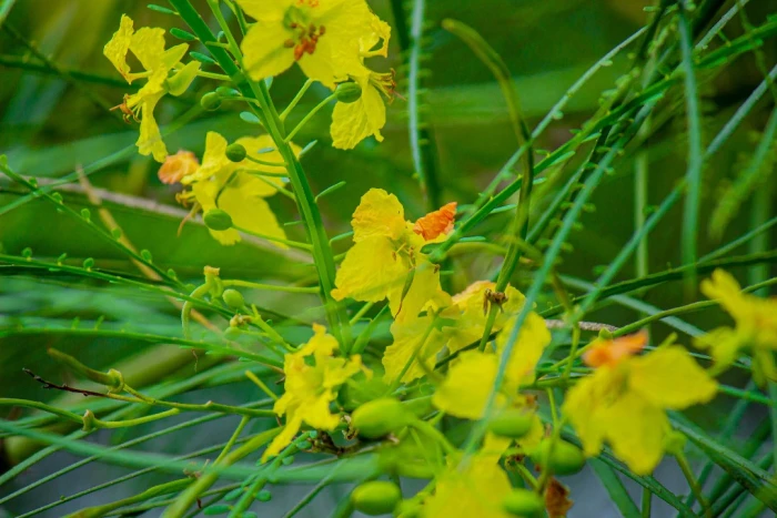 Parkinsonia aculeata image