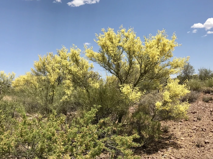 Parkinsonia microphylla image