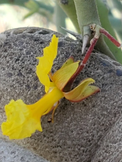 Parkinsonia texana image