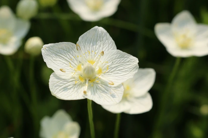 Parnassia palustris image