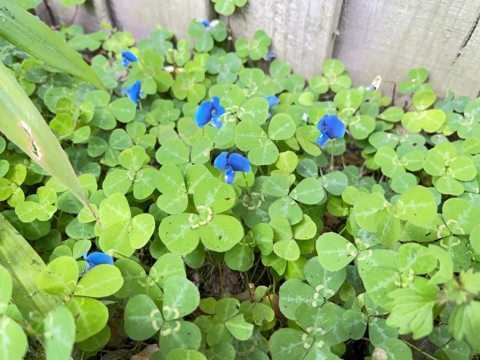 Parochetus communis image