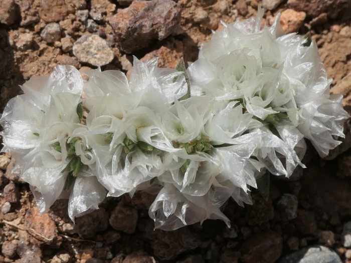 Paronychia capitata image