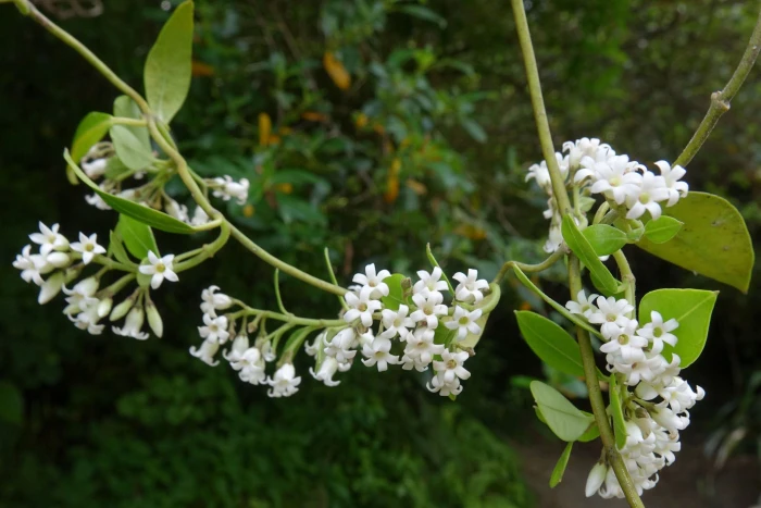 Parsonsia heterophylla image