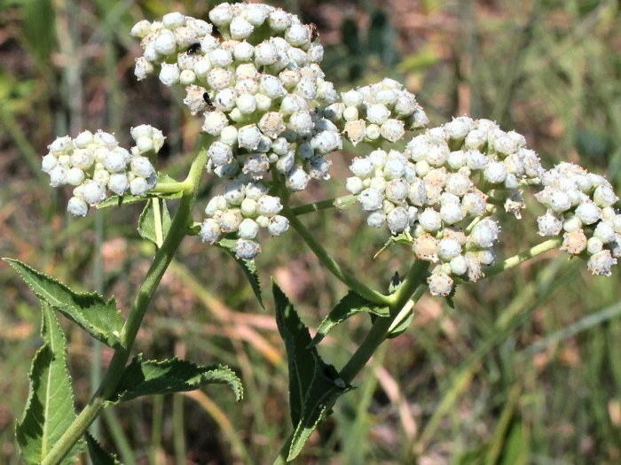 Parthenium integrifolium image