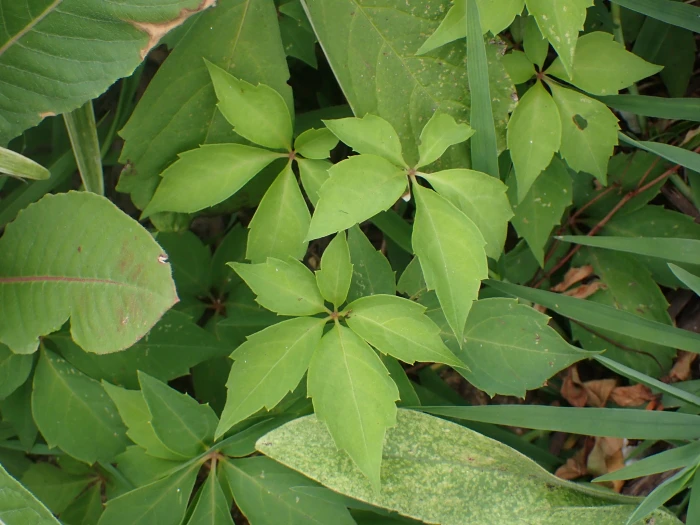Parthenocissus quinquefolia image