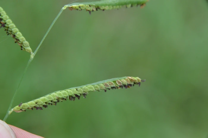 Paspalum denticulatum image
