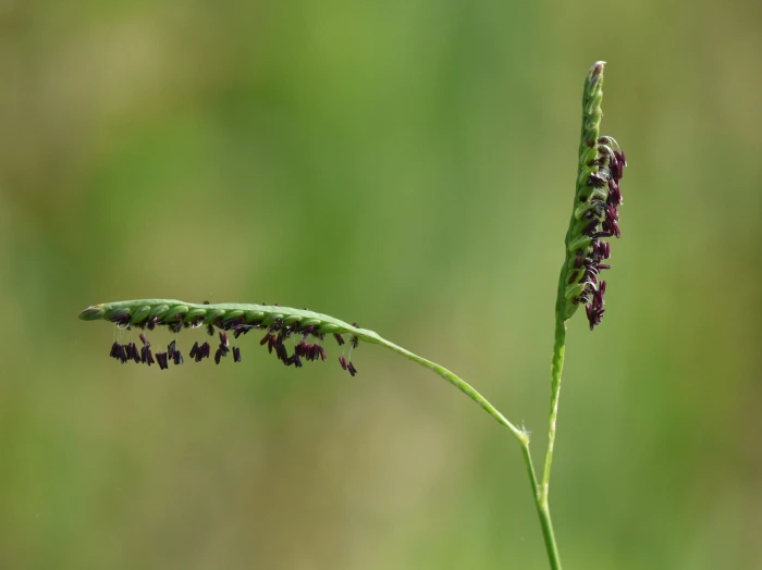 Paspalum distichum image
