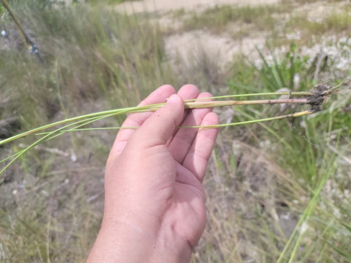 Paspalum monostachyum image